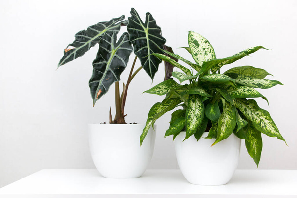 Tropical plant alocasia and dieffenbachia on a white table. Home floriculture concept. - Φωτογραφία, εικόνα