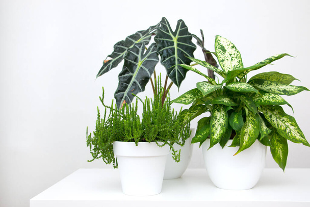 Planta tropical alocasia y dieffenbachia sobre una mesa blanca. Inicio Concepto floricultura. - Foto, imagen
