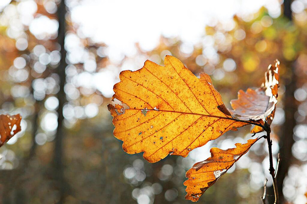  in Corea, le foglie diventano rosse in autunno.  - Foto, immagini