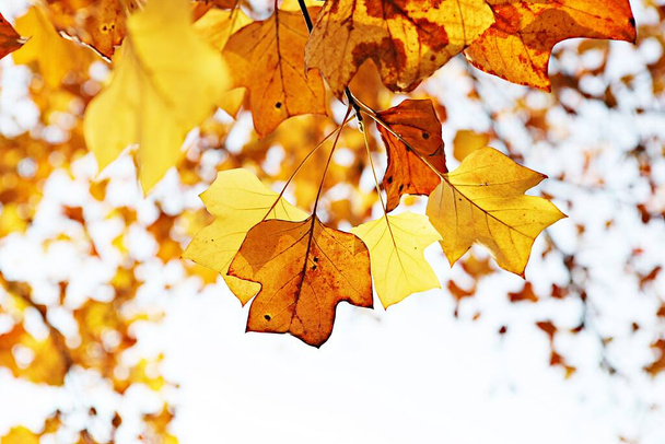  in korea, bladeren rood in de herfst.  - Foto, afbeelding
