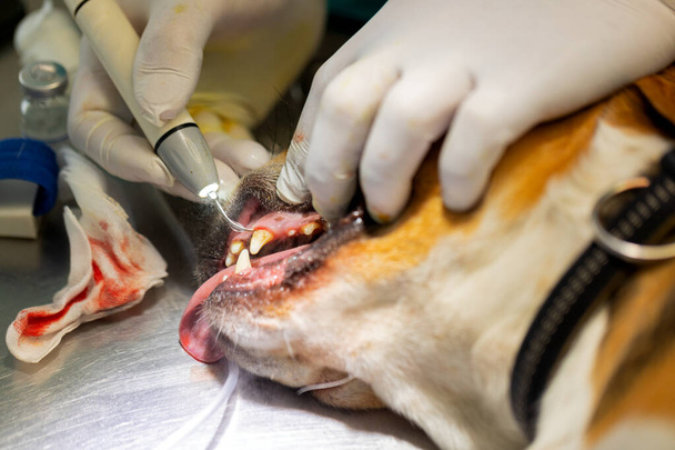 Veterinarian removing dental plaque from a dog's teeth. - Fotografie, Obrázek