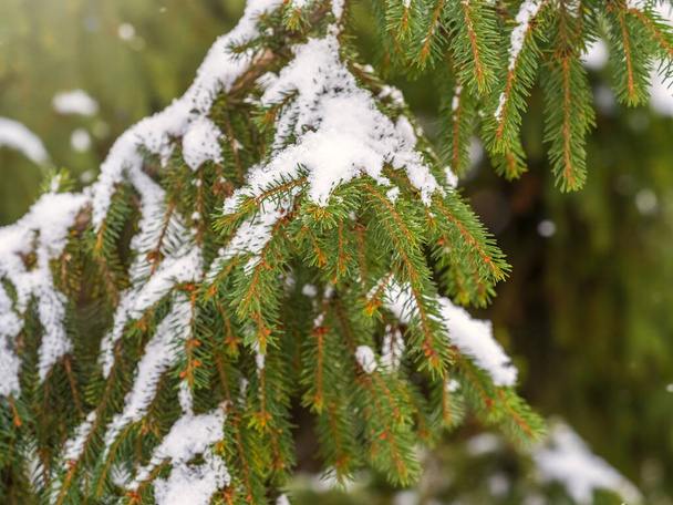 Green fir branches in winter covered with snow. Branches of fir tree as background, closeup. Christmas background - 写真・画像