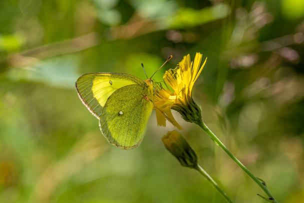 Detailed close up of a Mooreland clouded yellow butterfly, Colias palaeno. Sitting on a yellow flower drinking nectar - Photo, Image