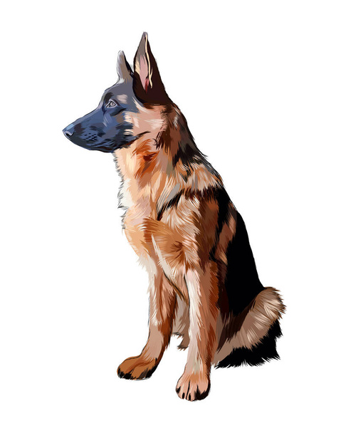 German shepherd dog sitting, color drawing, realistic - ベクター画像