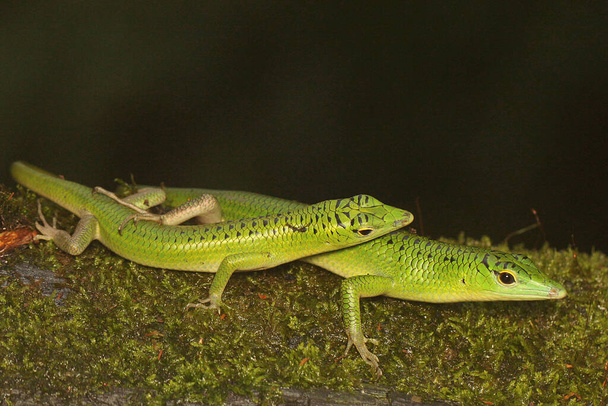 Two emerald tree skinks (Lamprolepis smaragdina) are mated on the bush. - Photo, Image