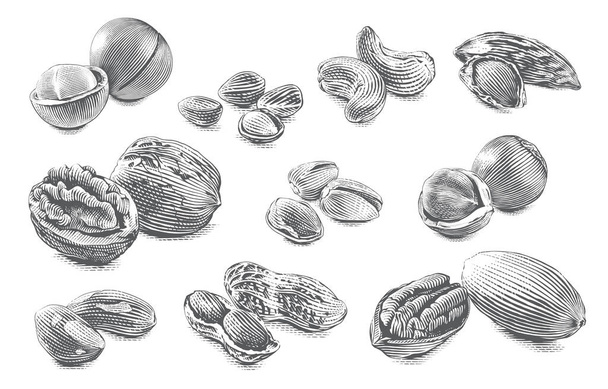 nut set collection Hand drawing sketch engraving illustration style - Vetor, Imagem