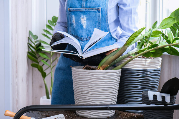 Gardener woman reading book and transplants indoor plants and use a shovel on table. Zamioculcas Concept of plants care and home garden. Spring planting. Money tree - Foto, imagen