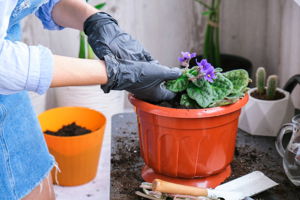 Woman gardener hands transplantion violet in a pot. Concept of home gardening and planting flowers in pot. Potted Saintpaulia violet flowers. Housewife taking care of home plants and flowers - Fotoğraf, Görsel