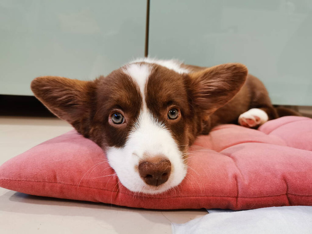 A 2.5-month-old brown puppy with a white muzzle of a Welsh corgi cardigan lies on a pink pillow and looks at the camera. - Fotó, kép