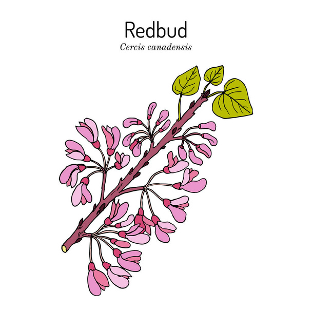 Eastern redbud Cercis canadensis , the official state tree of Oklahoma - Vektor, Bild