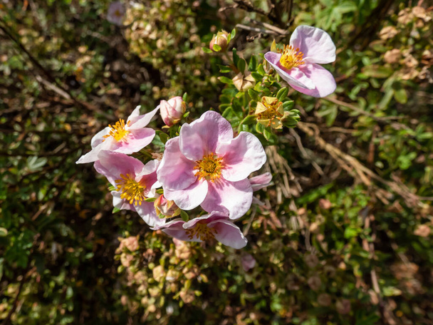 Pentaphylloides fruticosa 'Pembe Kraliçe' si küçük, parlak yeşil yapraklar ve yazdan sonbahara kadar bardak şeklinde pembe çiçekleri olan küçük, gür, yaprak döken, yaprak döken bir çalıdır. Çiçeklere yaklaş - Fotoğraf, Görsel