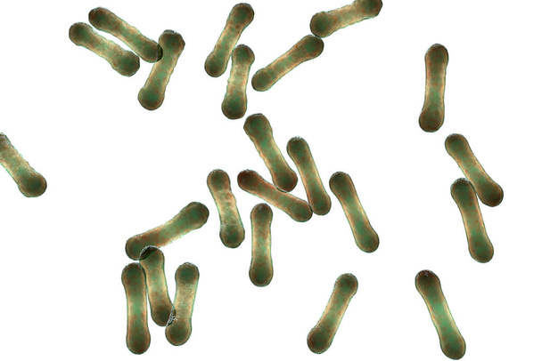 Naukowy wizerunek bakterii Corynebacterium pokazujący ich charakterystyczną morfologię, bakterie w kształcie pręta z szerszymi końcami i wyglądem klubowym, ilustracja 3D. C. błonica i inne - Zdjęcie, obraz