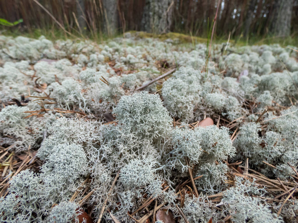 Macro shot of light-colored, fruticose species of lichen Grey reindeer lichen (Cladonia rangiferina) in the forest - Foto, imagen