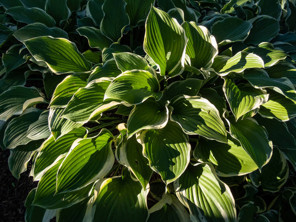 Hosta 'Regal Splendor'. Large hosta featuring thick, cordate, wavy-undulate, blue-gray leaves with irregular creamy white to pale yellow margins and cuspidate tips in sunlight - Photo, Image