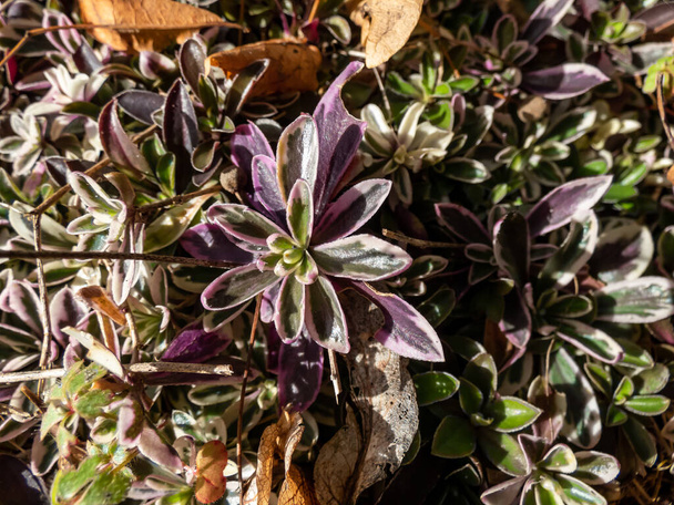 Nahaufnahme einer attraktiven Steinpflanze, die Steinkresse (Arabis ferdinandi-coburgii) 'Variegata' mit niederliegendem, cremegrün gefärbtem und rosa und violett gefärbtem Laub im Sonnenlicht verbreitet - Foto, Bild