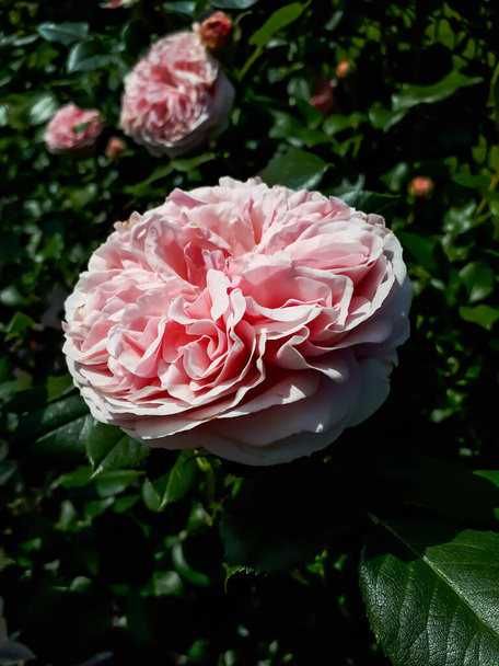 Excelente variedade de escalada nostálgica de rosa claro rosa 'Giardina' com bordas mais claras com muito grandes flores de longa duração, muito grandes e folhas brilhantes verdes escuras em luz solar brilhante no verão - Foto, Imagem