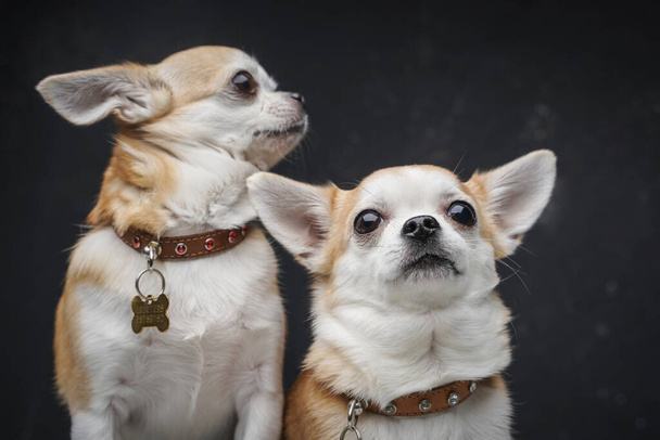 Dost canlısı iki köpek yavrusu karanlık arka planda ürer. - Fotoğraf, Görsel