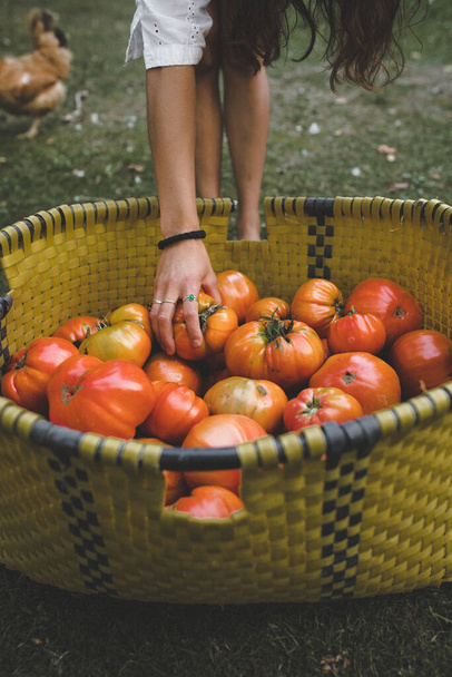 A vertical shot of tomatoes harvest in a basket - Foto, Bild