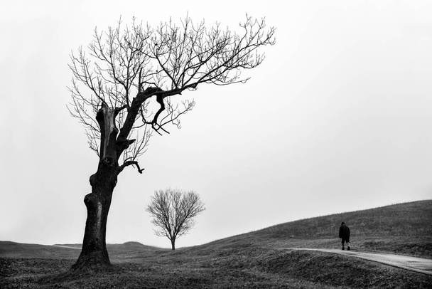 Osamělá osoba kráčející poblíž stromů bez listí v zamlžené zemi. Mlhavé podzimní počasí. Černobílá fotografie - Fotografie, Obrázek