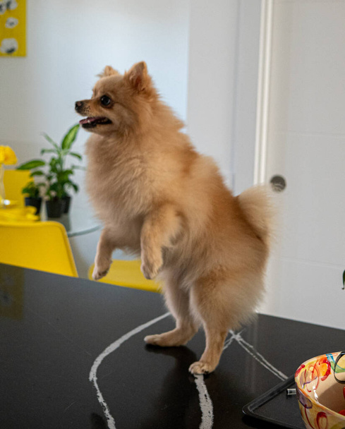 A vertical shot of a cute brown pomeranian spitz standing on its hind legs on a table - Photo, image