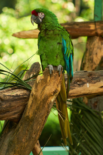 A portrail of a parrot in the zoo. - Foto, Imagem