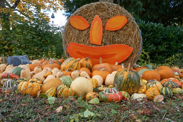 A closeup shot of pumpkins harvest in autumn - Φωτογραφία, εικόνα