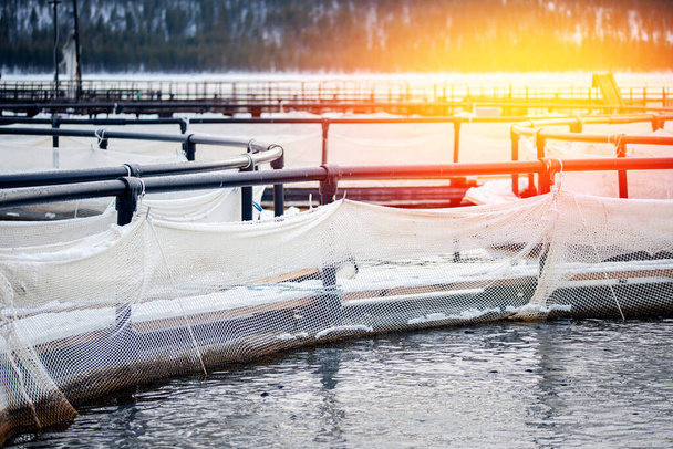 Gökkuşağı alabalığı için balık çiftliği ve ağ kafeslerinde somon kızartması. Su kültürünü kavramsal pisikultür - Fotoğraf, Görsel