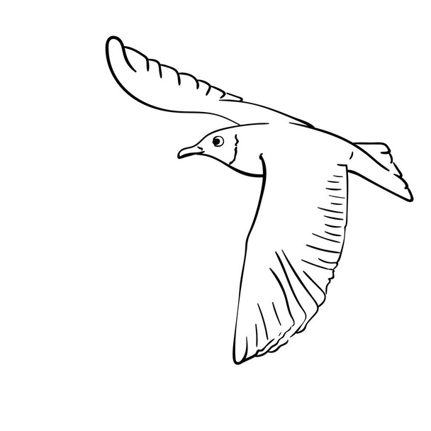 Gaviota voladora dibujada a mano vectorial, ilustración de arte de línea aislada sobre fondo blanco - Vector, Imagen
