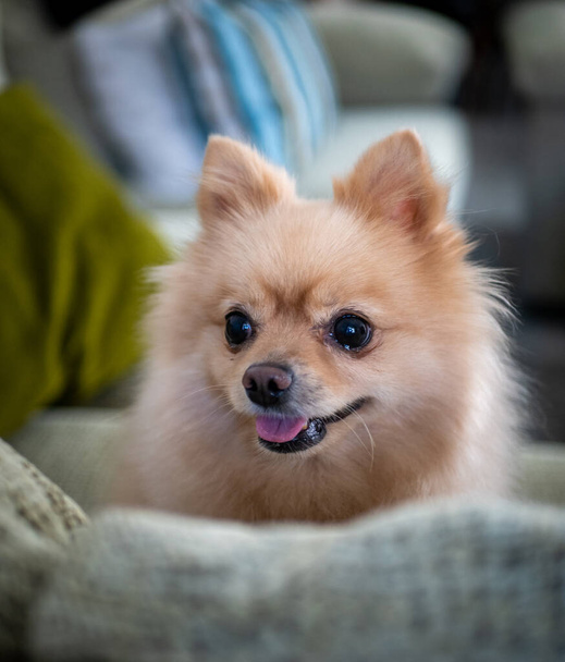 Egy közeli kép egy cuki barna pomerániai köpésről, amint a kanapén ül. - Fotó, kép