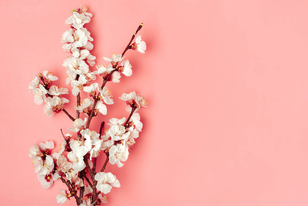Sprigs of the apricot tree with flowers on pink background. Place for text. The concept of spring came, mothers day, 8 march Top view. Flat lay Hello march, april, may - Photo, Image