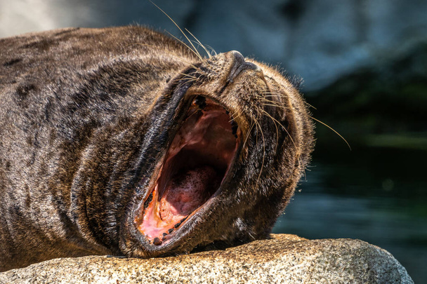 El león marino sudamericano, Otaria flavescens, anteriormente Otaria byronia, también llamado el león marino del sur y el león marino patagónico - Foto, Imagen