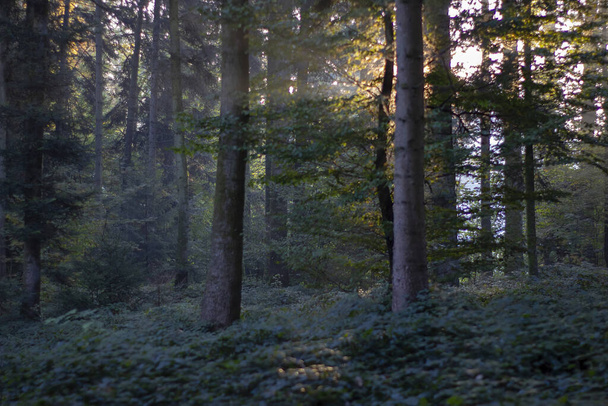 Kaunis näkymä metsään puita ja vehreyttä - Valokuva, kuva