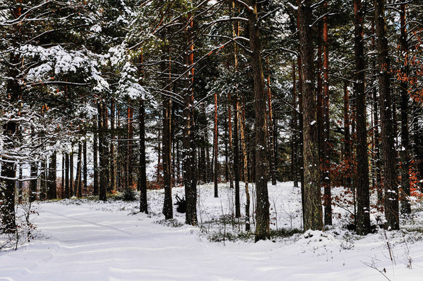 A snowy forest on a winter day - Foto, Imagem
