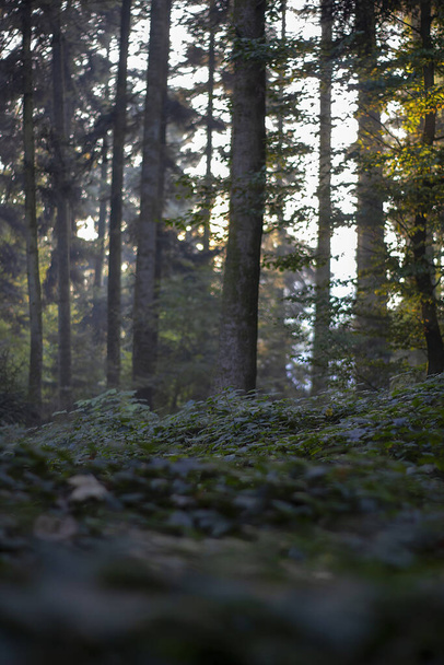 A vertical shot of a beautiful forest with trees and greenery - Foto, afbeelding