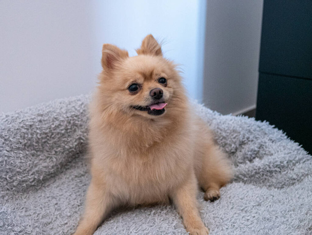 A closeup shot of a cute brown pomeranian spitz lying on a bed - Foto, afbeelding
