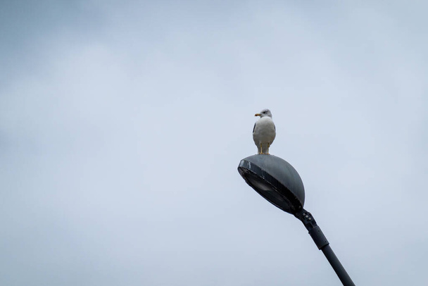 Seagull on streetlight on gray day - Photo, Image