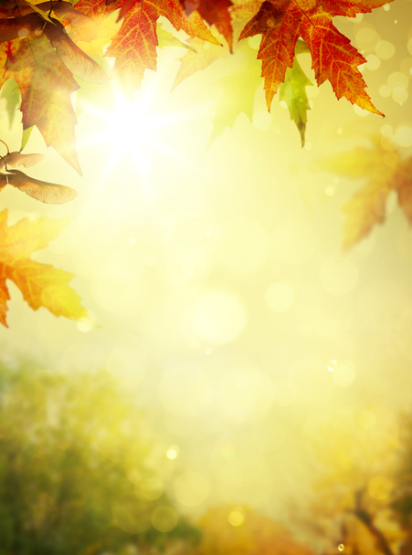 Art abstract autumn tree  nature  background - Photo, Image