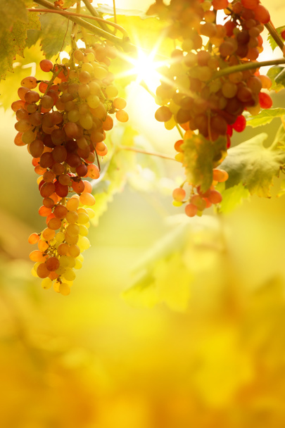 sztuka dojrzałe winogrona na wino z jasne słońce tło. h winnicy - Zdjęcie, obraz