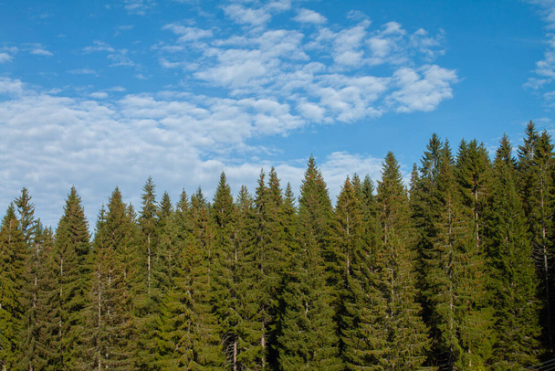 A beautiful landscape with spruce forest against a cloudy sky - Zdjęcie, obraz