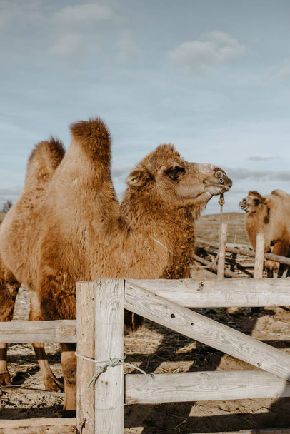 camels in the open sky farm - Фото, изображение