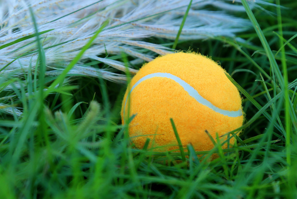 Tennis ball on green grass - Zdjęcie, obraz