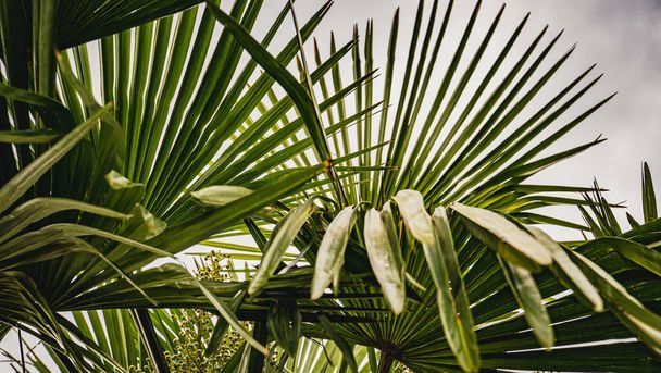 The green palm tree branches - Фото, изображение
