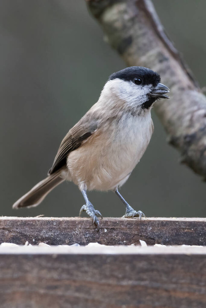 Blackcap (Sylvia atricapilla) foraging for food on a wooden seed tray - Photo, Image