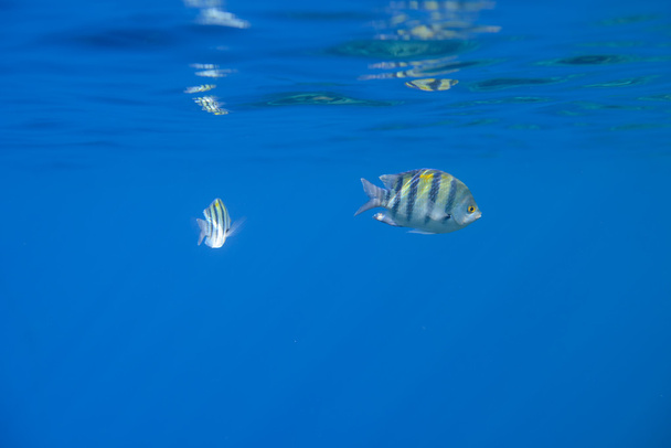 Kaksi kalaa
 - Valokuva, kuva