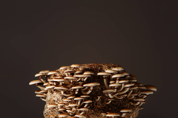 Медові гриби на грибах ростуть разом у групах. Вирощування грибів. Mycelium bloc of Cyclocybe aegerita (Yanagi-matsutake), top view, closeup. - Фото, зображення