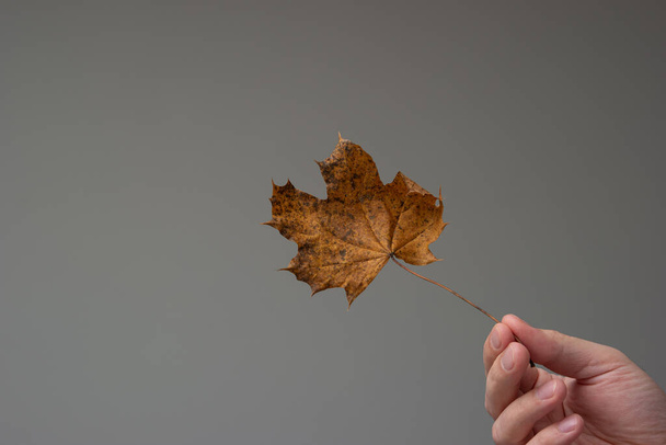 Mooie kleur herfstblad in de hand gehouden door blanke mannelijke hand. close-up studio shot, geïsoleerd op grijze achtergrond. - Foto, afbeelding