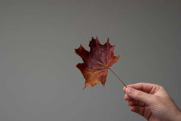 Όμορφο φθινοπωρινό φύλλο που κρατιέται στο χέρι από Καυκάσιο αρσενικό χέρι. Κοντινό πλάνο στούντιο, απομονωμένο σε γκρι φόντο. - Φωτογραφία, εικόνα