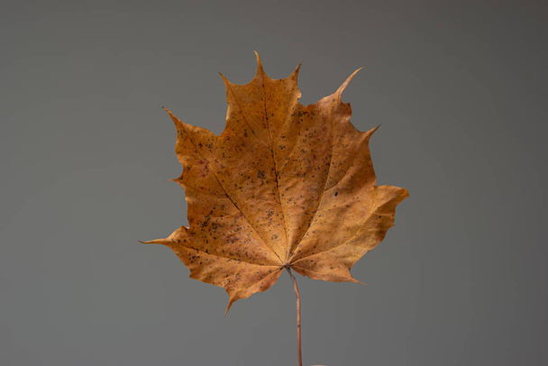 Single orange color autumn leaf. Close up studio shot, isolated on gray background. - Photo, Image