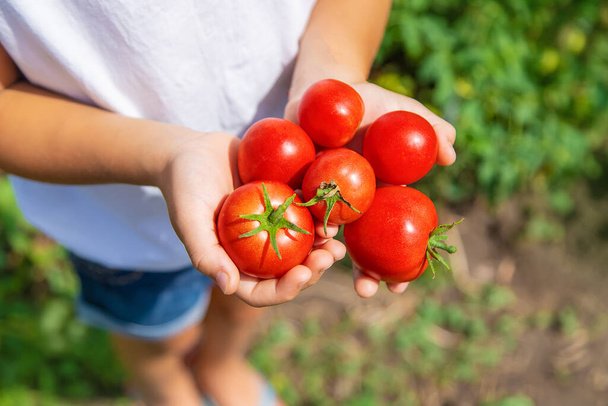 The child is harvesting tomatoes in the garden. Selective focus. Kid. - Fotó, kép