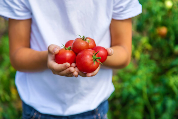 The child is harvesting tomatoes in the garden. Selective focus. Kid. - 写真・画像
